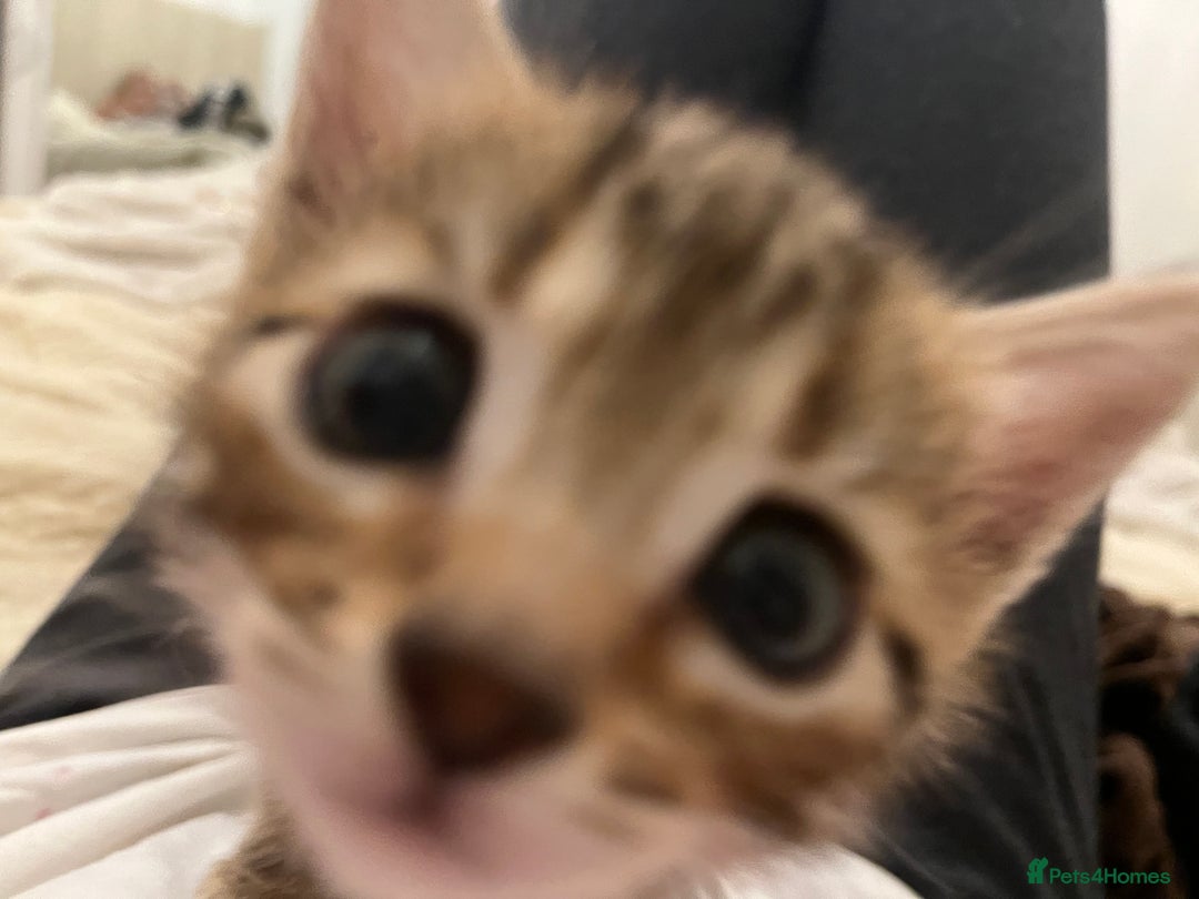 Bengal cats for sale: 🧡🖤Cinnamon & Smokey bengals🖤🧡 - Image 12