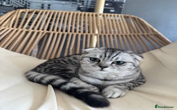 Scottish Fold cats for sale: Scottish Fold Kittens Ready for Permanent Homes ✨ - Image 17