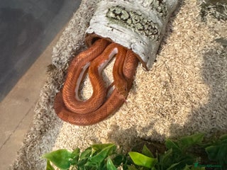 Corn Snake reptiles 3 corn snakes looking for new homes in Dunmow - Advert 3