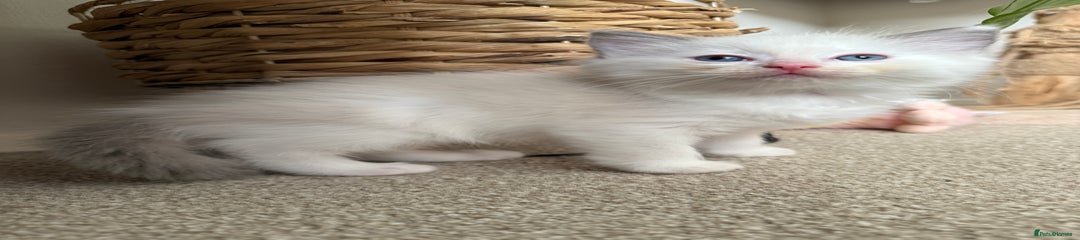 Ragdoll Kitten 3