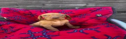 Hungarian Vizsla dogs for sale: Outstanding Kc registered Hungarian vizsla - Advert 11