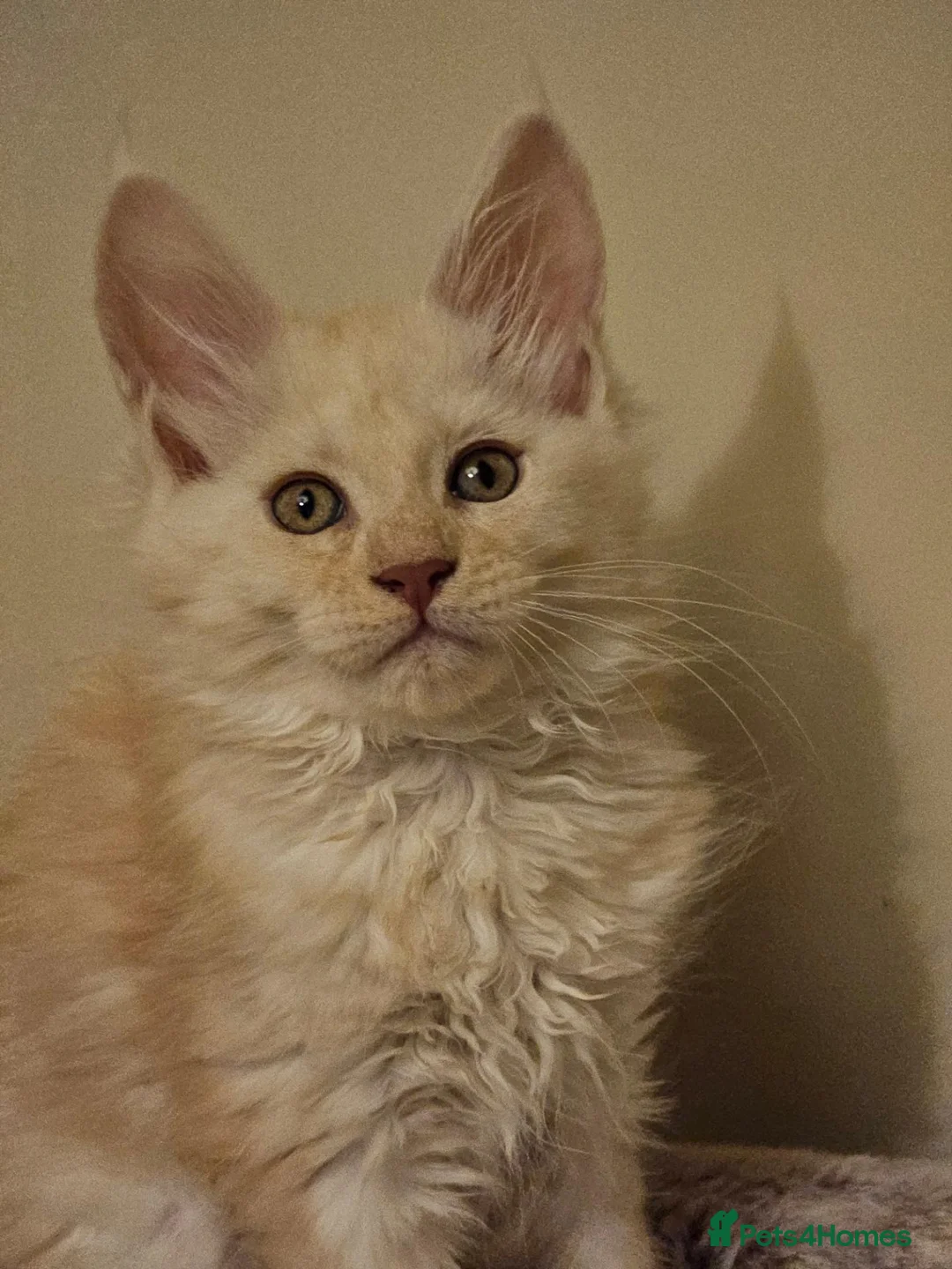Maine Coon cats for sale: Poly and non poly red smoke Maine Coon kittens - Advert 13