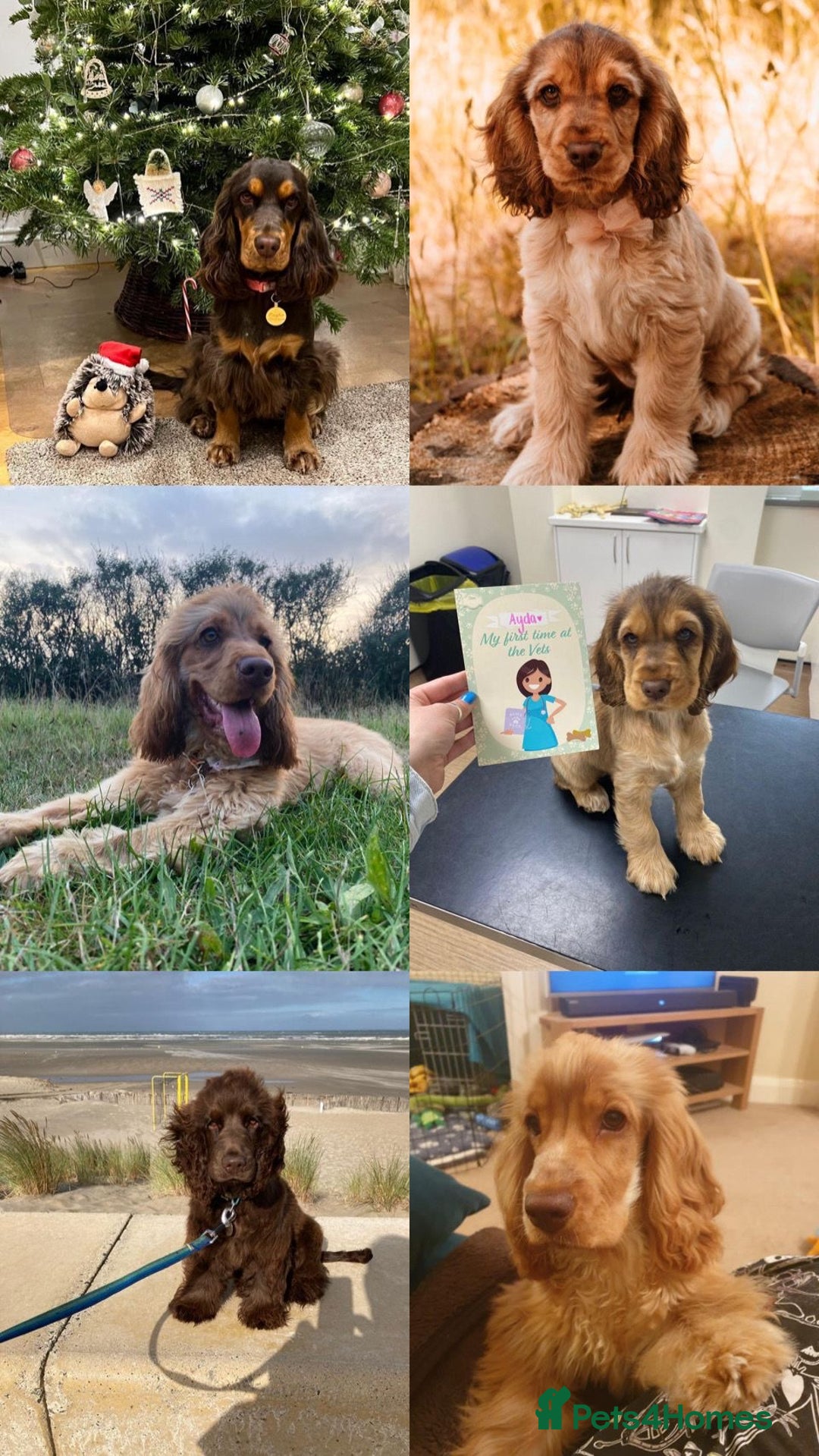 Cocker Spaniel dogs for sale: top quality health tested repeat mating show type - Image 5