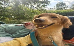 Mixed Breed dogs for adoption: Loving Buddy is waiting for you! - Image 1