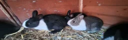 Dutch rabbits for sale: Diddy little Dutch buns- super friendly - M and F - Advert 2