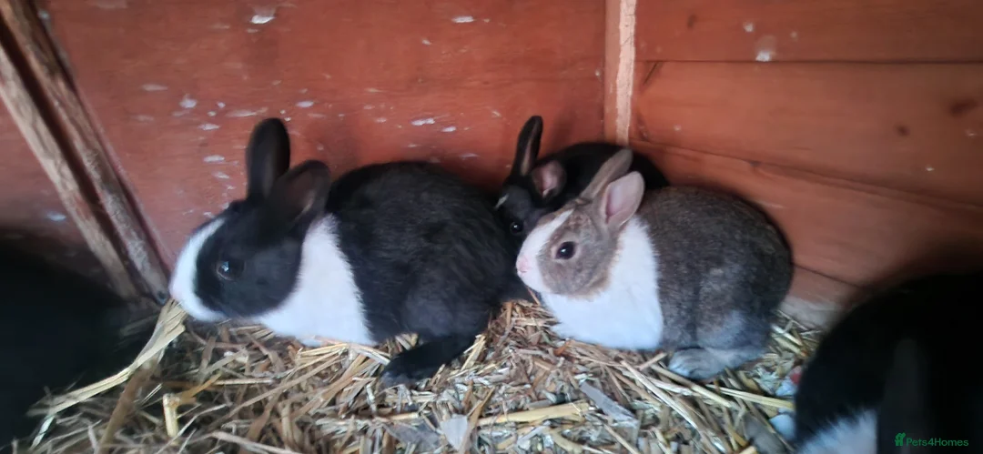 Dutch rabbits for sale: Diddy little Dutch buns- super friendly - M and F - Advert 2