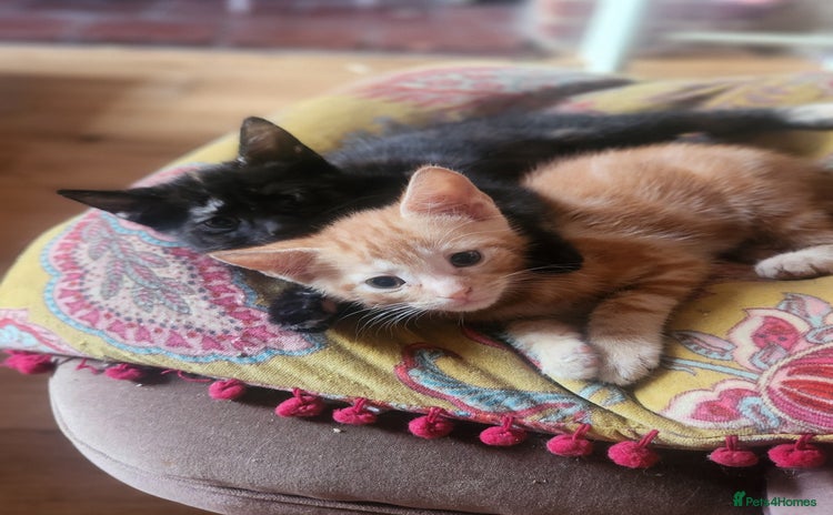 Mixed Breed cats - Advert 1