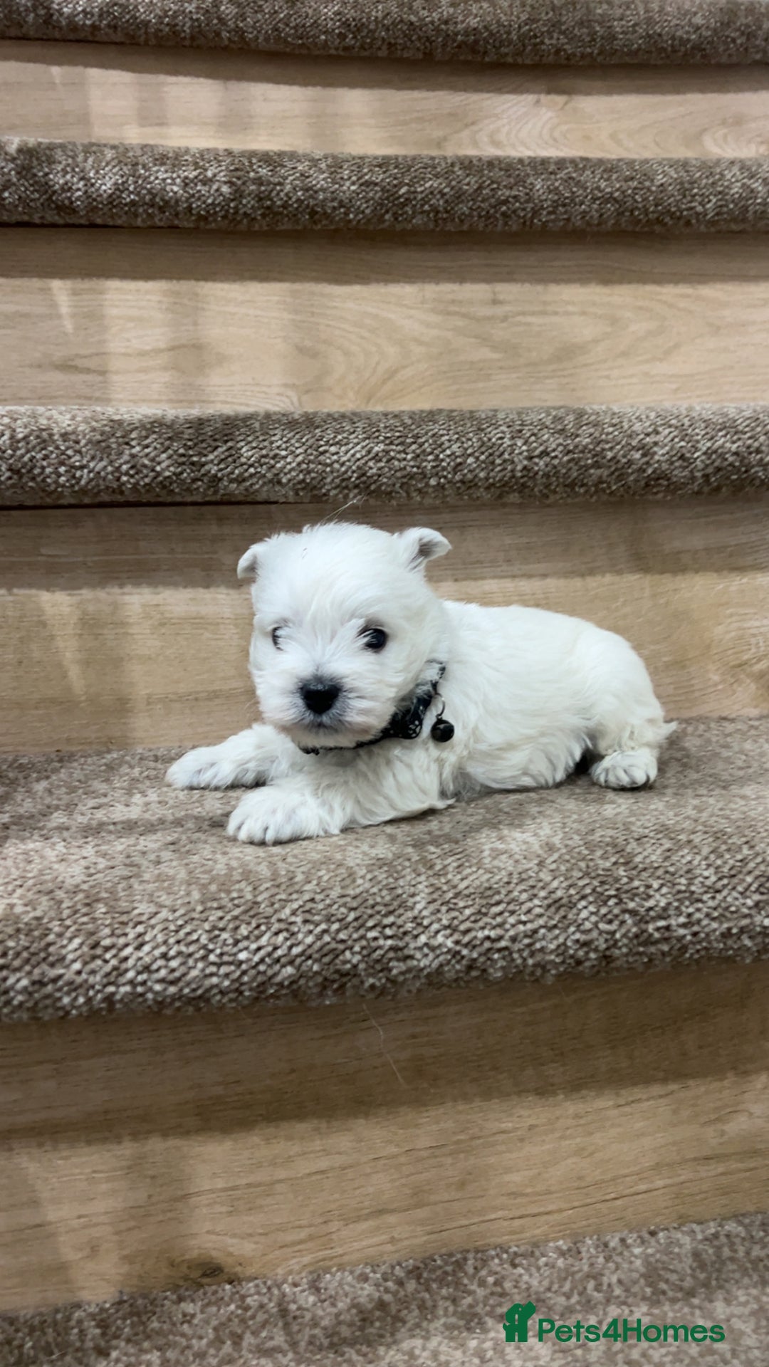 West Highland Terrier dogs for sale: Kc registered west highland white puppies.  - Advert 14