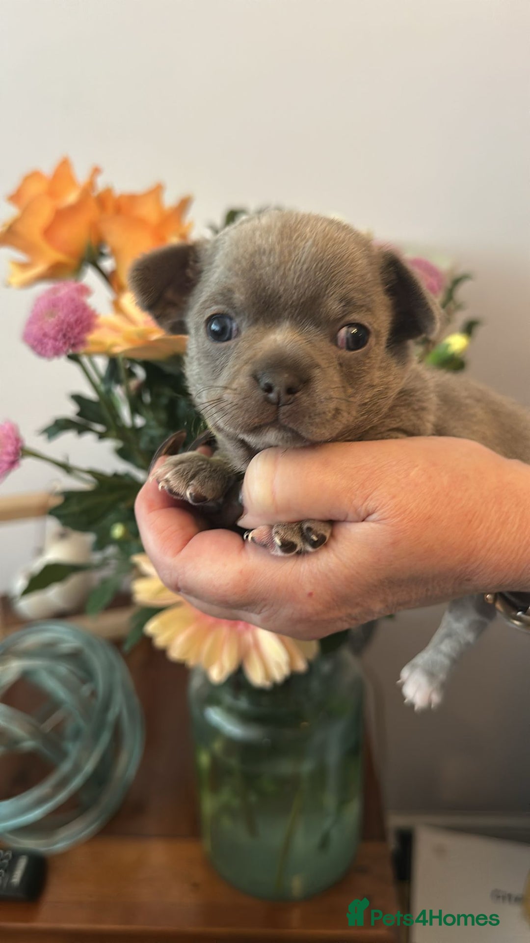 Chihuahua dogs for sale: Beautiful chihuahua pups! Long and short haired!! - Image 7