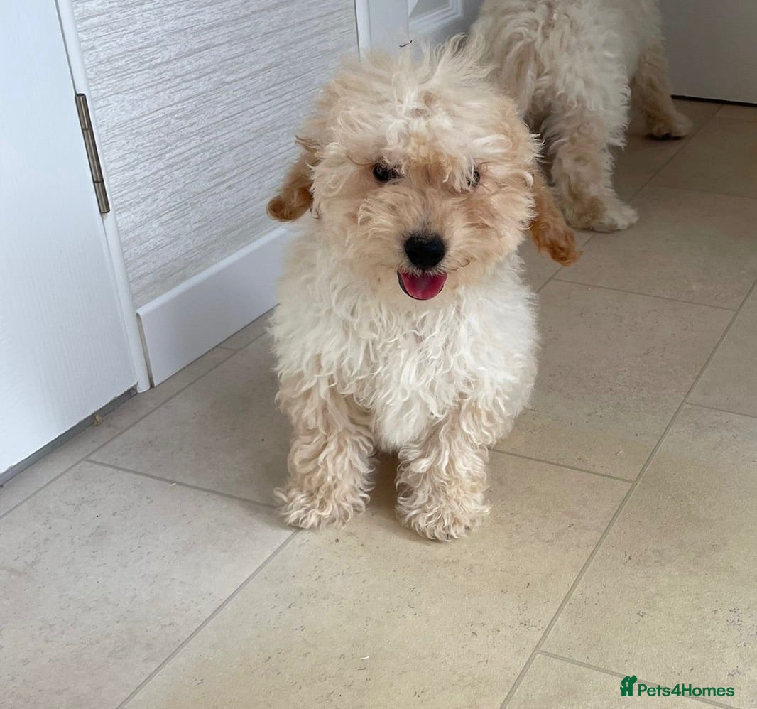 Miniature Poodle dogs Two beautiful miniature poodles  - Advert 2