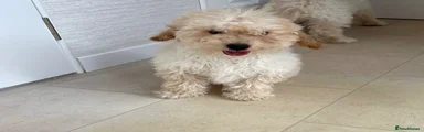Miniature Poodle 1