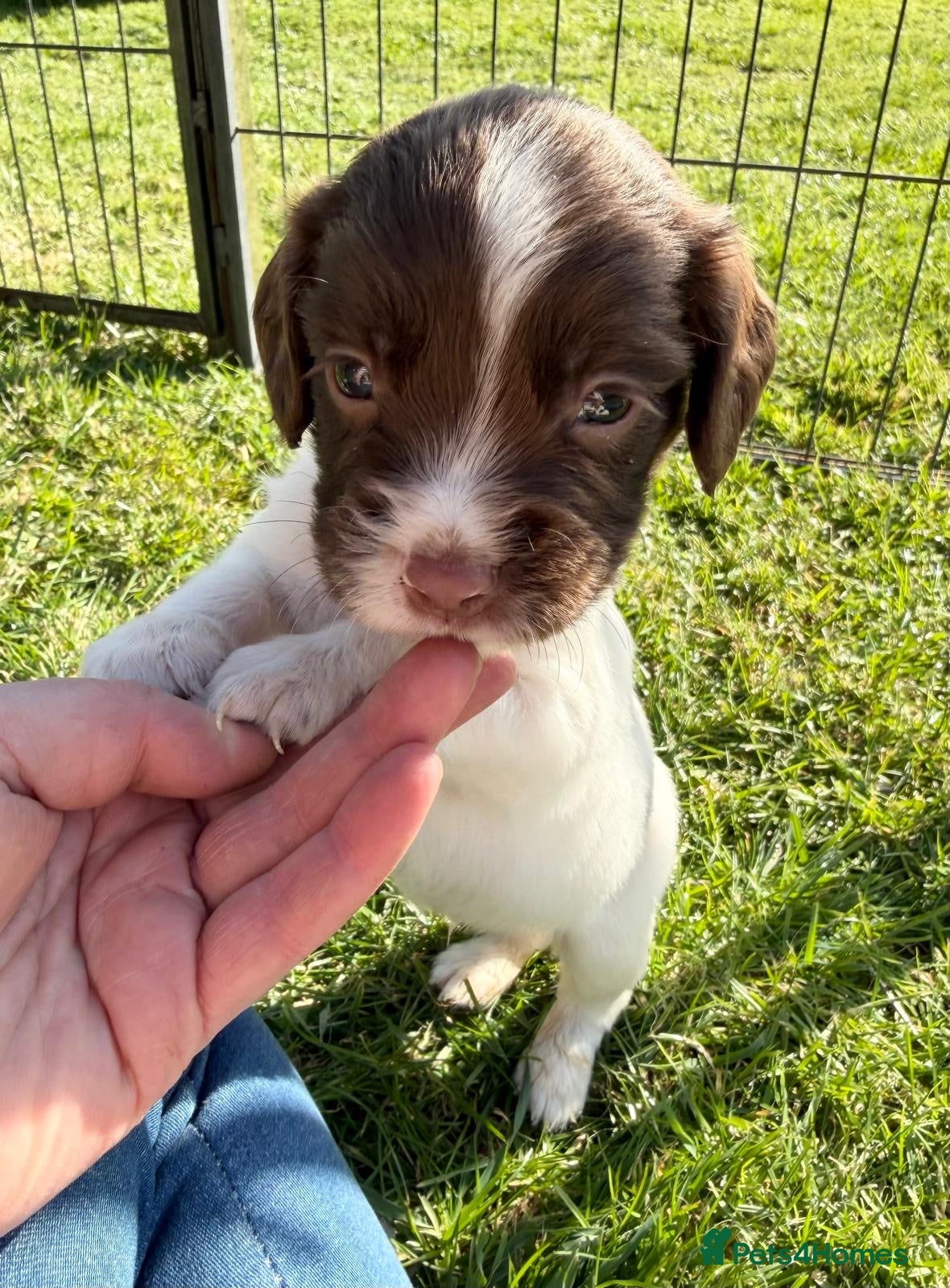 English Springer Spaniel dogs ✨ KC English Springer Spaniel Puppies ✨ - Advert 1