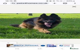 German Shepherd dogs for stud: STUD DOG GERMAN SHEPHERD LONG COAT  in Yeovil - Image 7