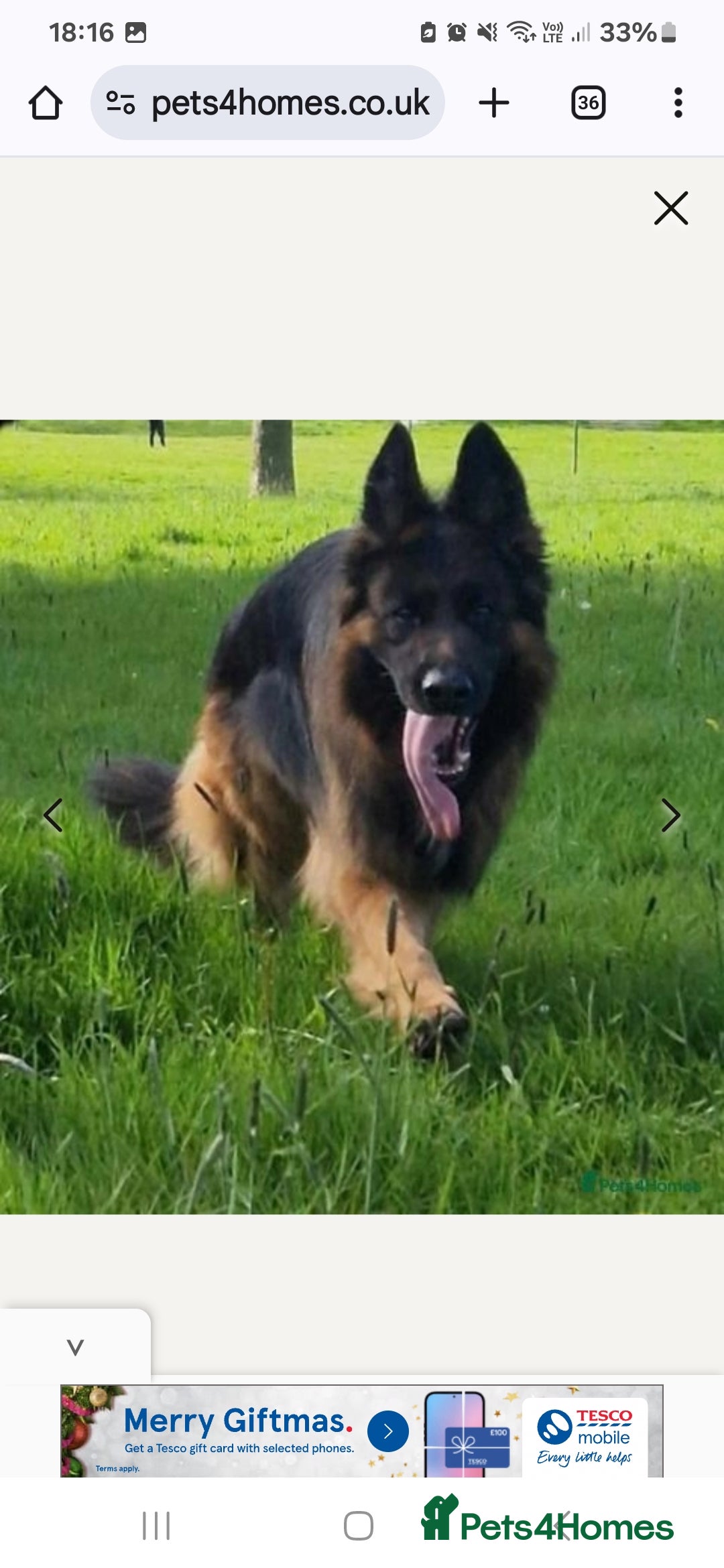 German Shepherd dogs for stud: STUD DOG GERMAN SHEPHERD LONG COAT  in Yeovil - Image 7