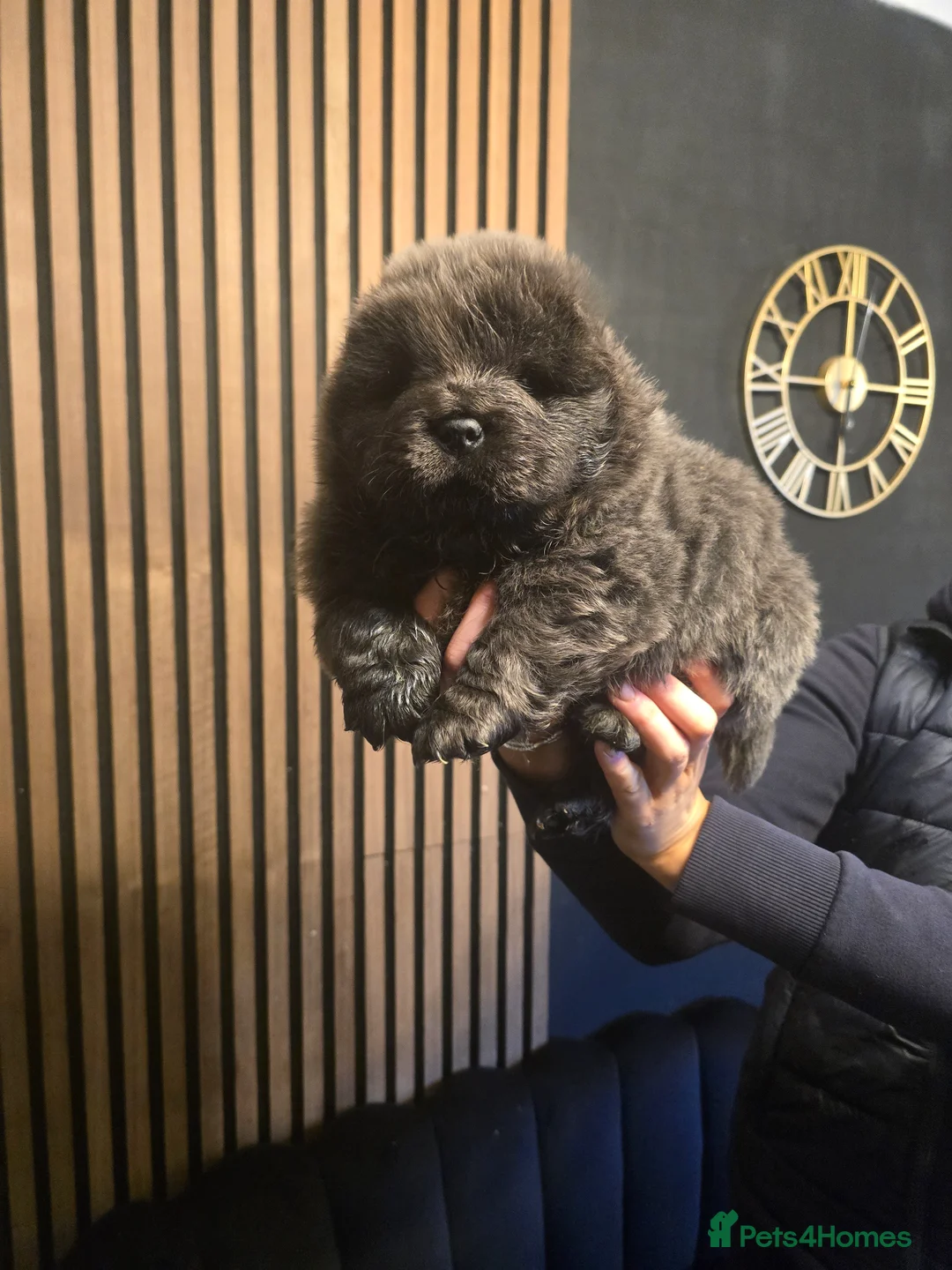 Chow Chow dogs for sale: Ready to leave now  - Advert 10