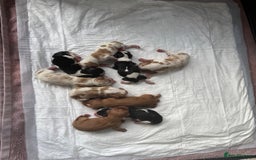 Cavalier King Charles Spaniel dogs for sale: Cavalier King Childs Sapaniel - Image 2