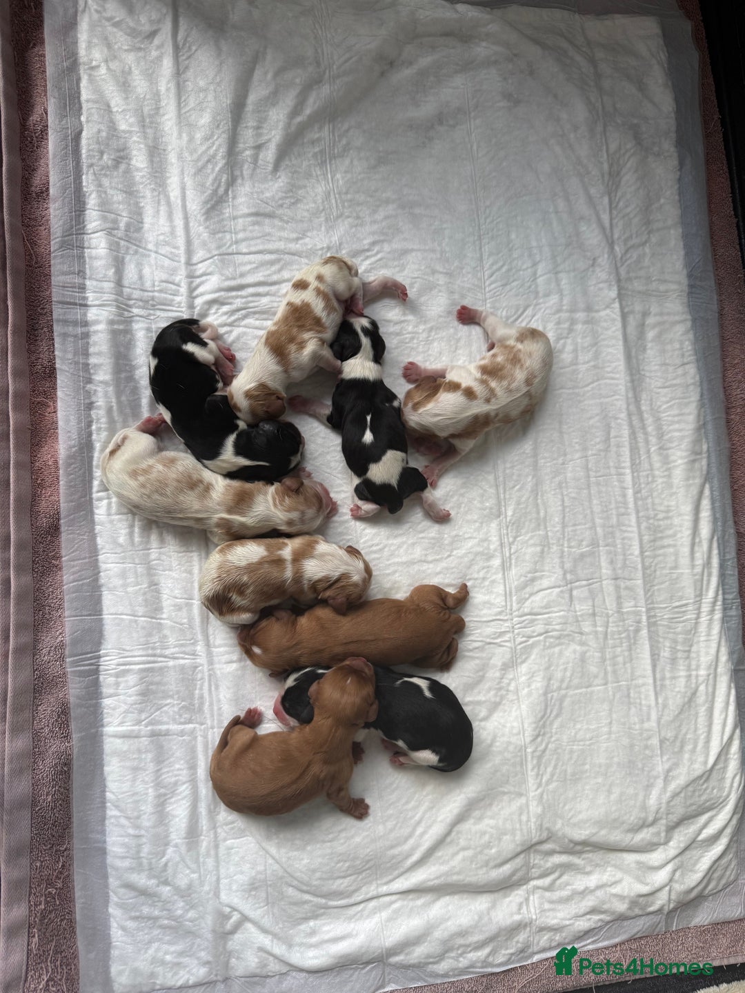 Cavalier King Charles Spaniel dogs for sale: Cavalier King Childs Sapaniel - Image 2