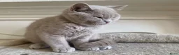 British Shorthair cats for sale: Championship line GCCF British Shorthair Kittens - Advert 24