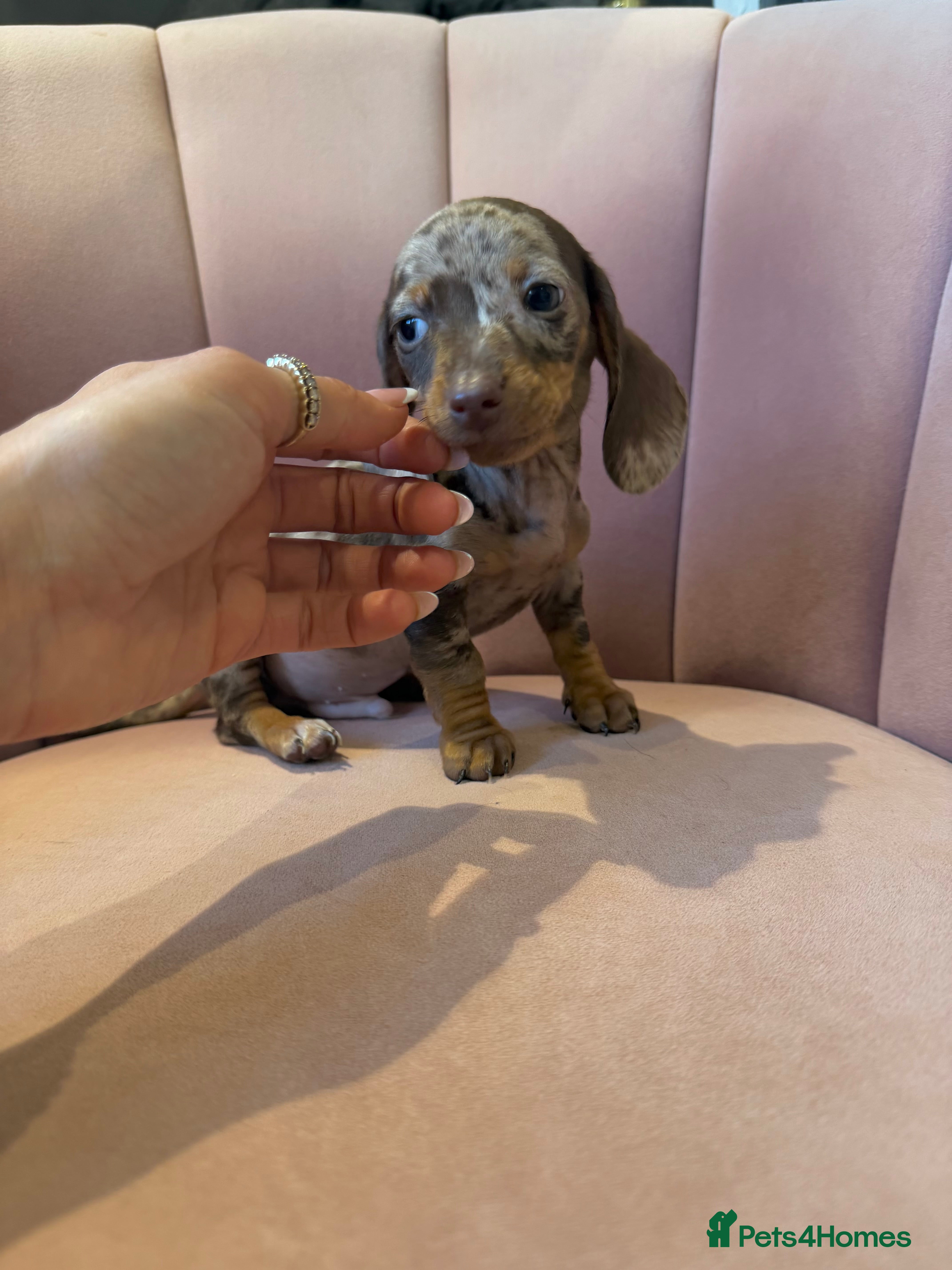 Miniature Dachshund dogs KC Reg Miniature Dachshunds Dapple Isabella    - Advert 11