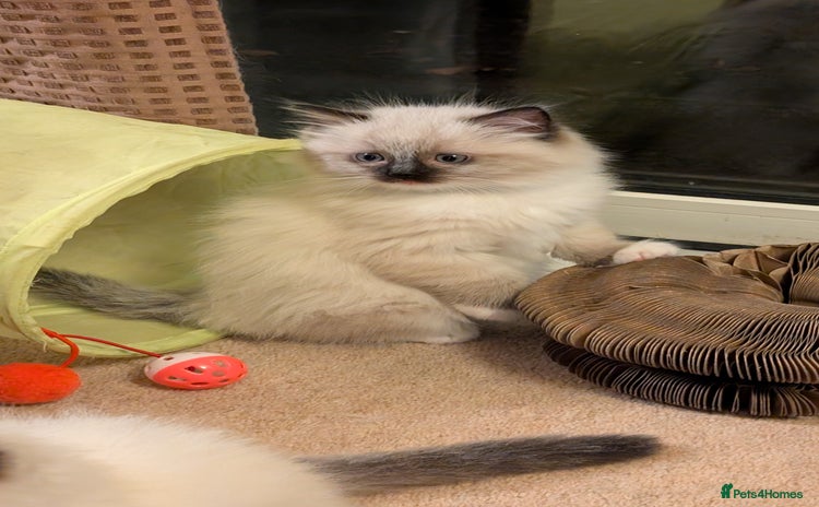 Ragdoll cats - Advert 6