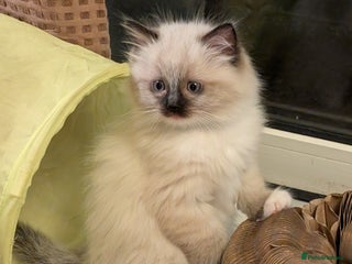 Ragdoll cats - Advert 15