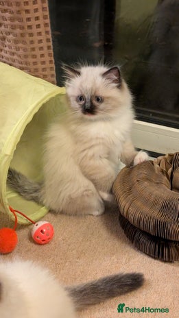 Ragdoll cats - Advert 6