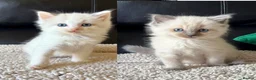 Ragdoll cats for sale: Pure Bread Ragdoll Kittens - Advert 2
