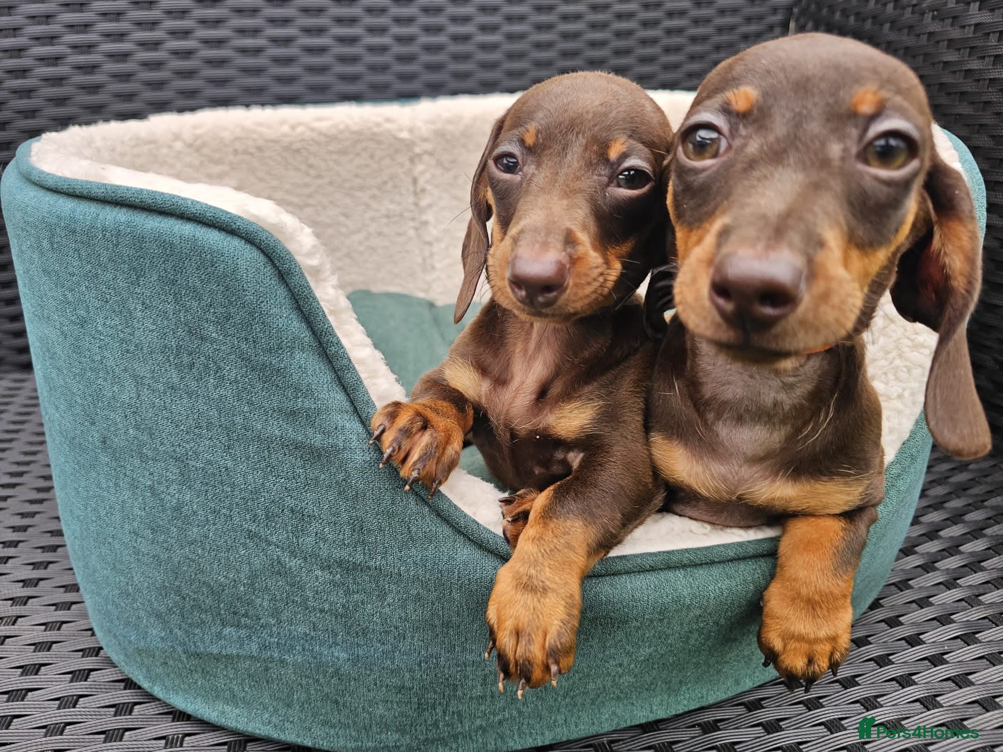 Dachshund dogs Super sweet Dachshund puppies - Advert 8
