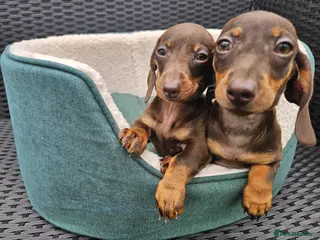 Dachshund dogs Super sweet Dachshund puppies - Advert 5