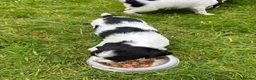 English Springer Spaniel dogs for sale: Working Springer Spaniels for sale. - Advert 3