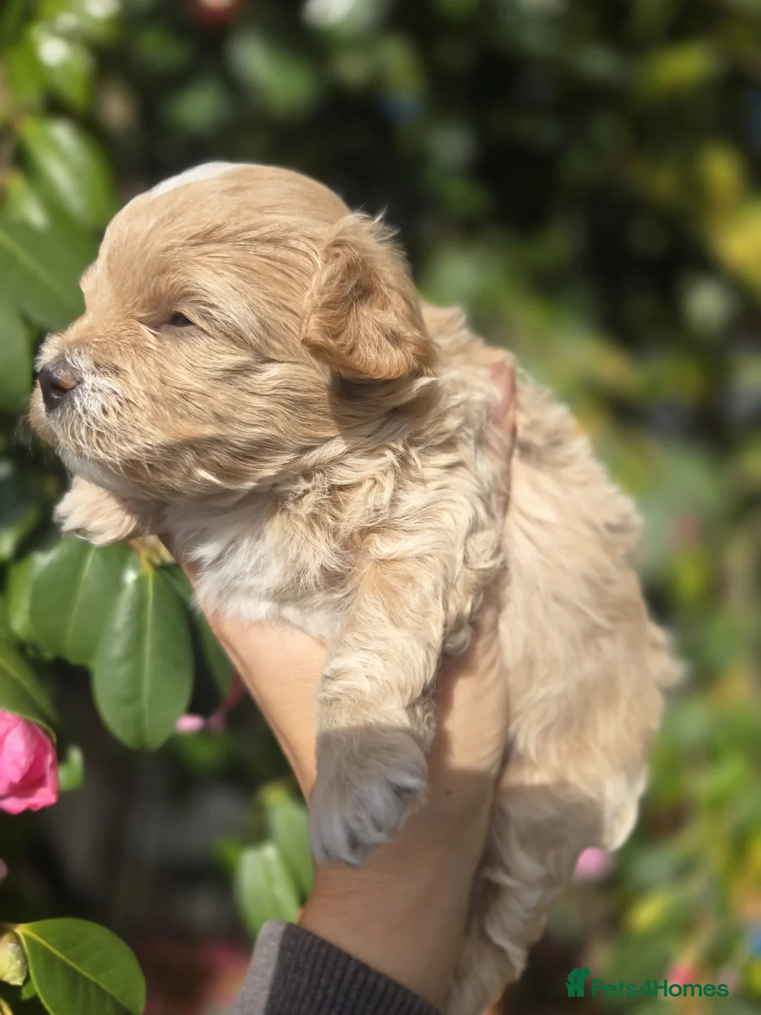 Maltipoo dogs for sale: F1🎀Maltipoo 🎀Luxury rare🎀 KC parents - Advert 5