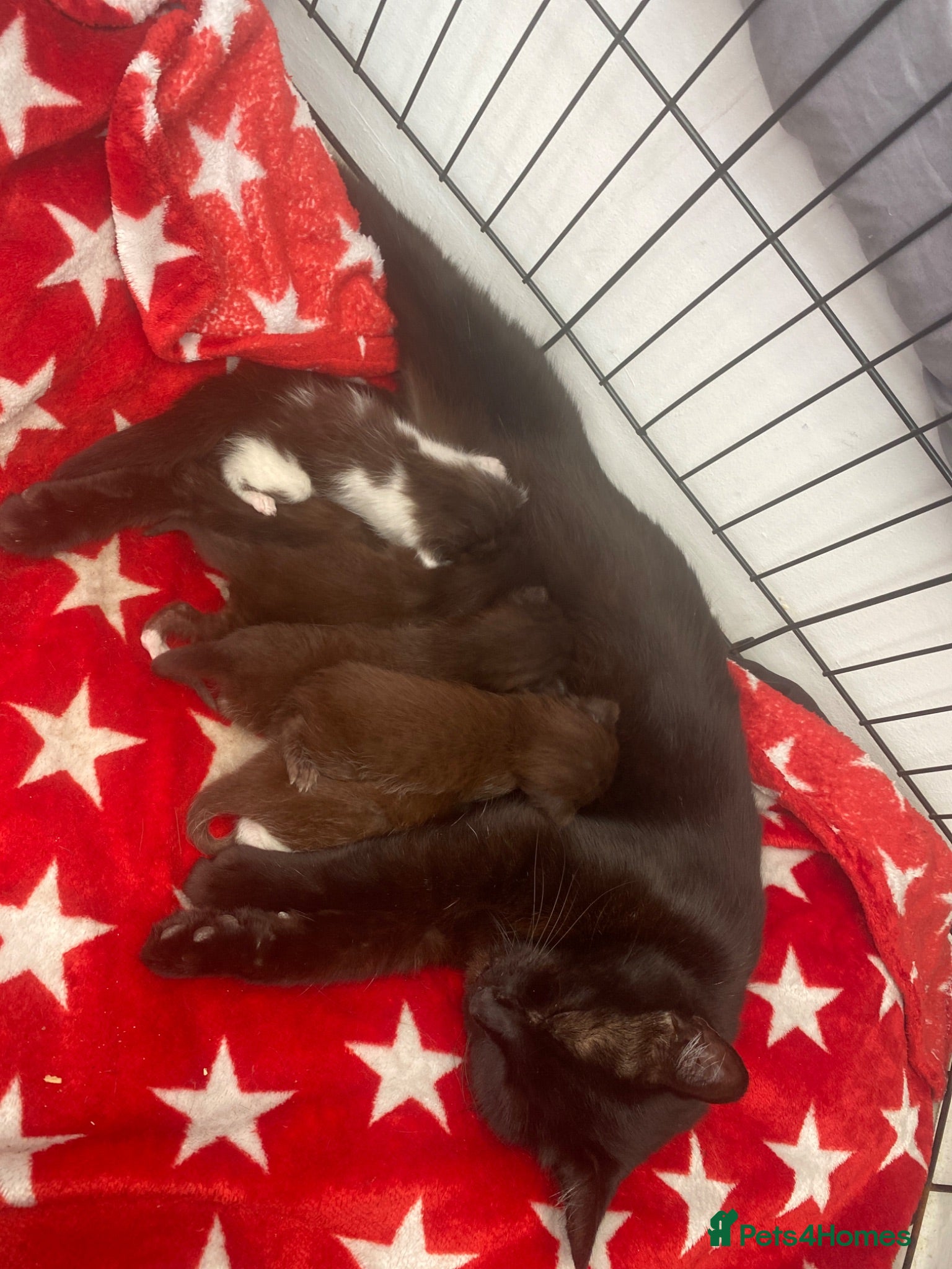 Domestic Shorthair cats Domestic shorthair mix litter  - Advert 1