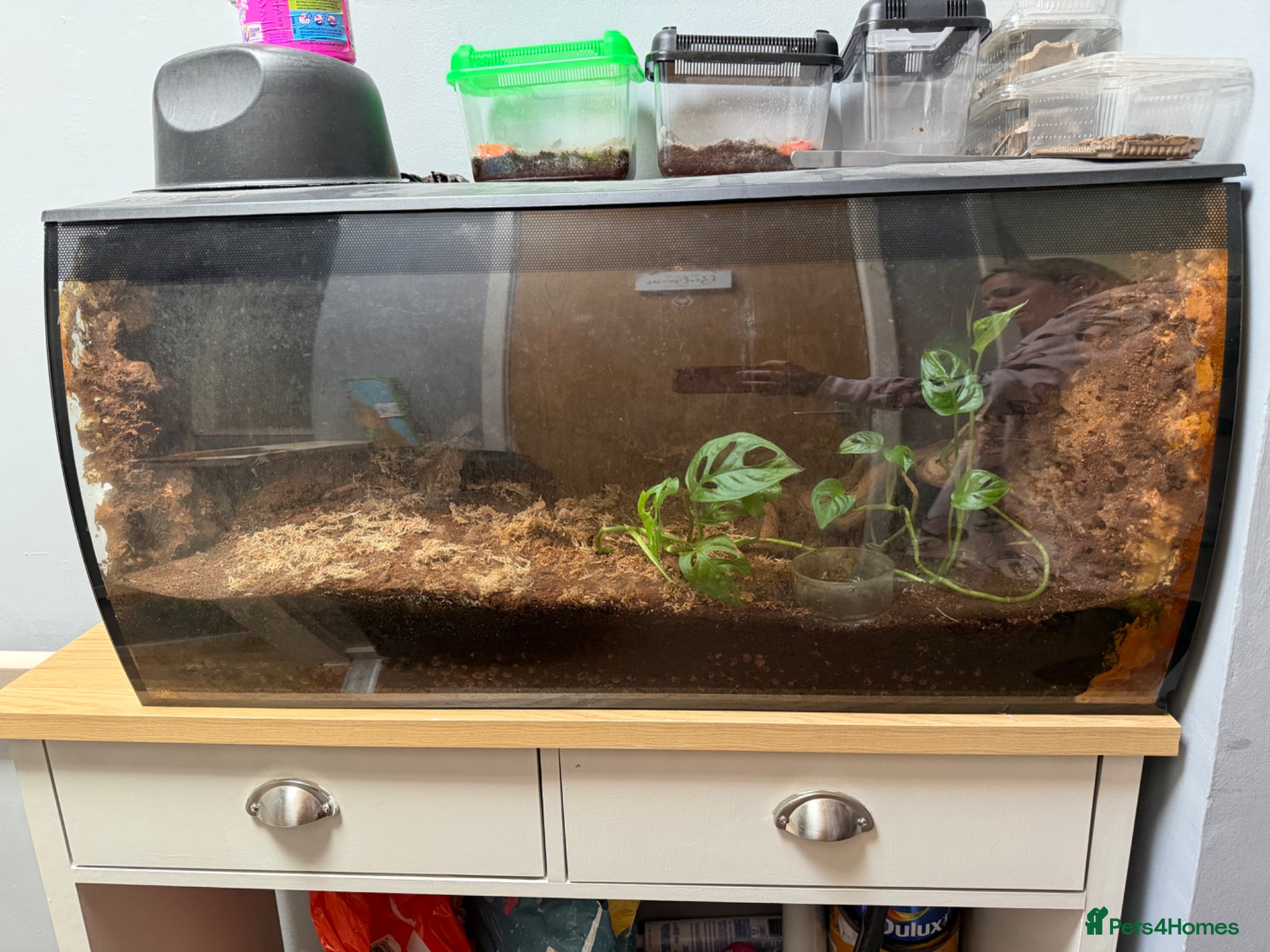 Tarantulas invertebrates for sale: Brazilian Salmon Pink Bird eater - Advert 8