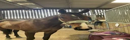 Other Breed horses for sale: 16.2 gelding  in Whitby - Advert 6