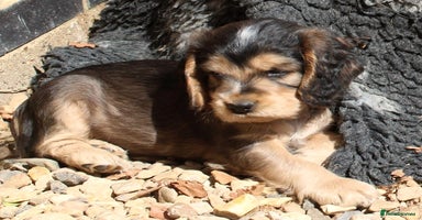 Cocker Spaniel dogs - Advert 4