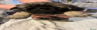 Pekingese Puppy 3