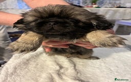 Pekingese dogs for sale: Pekingese puppies - Advert 9