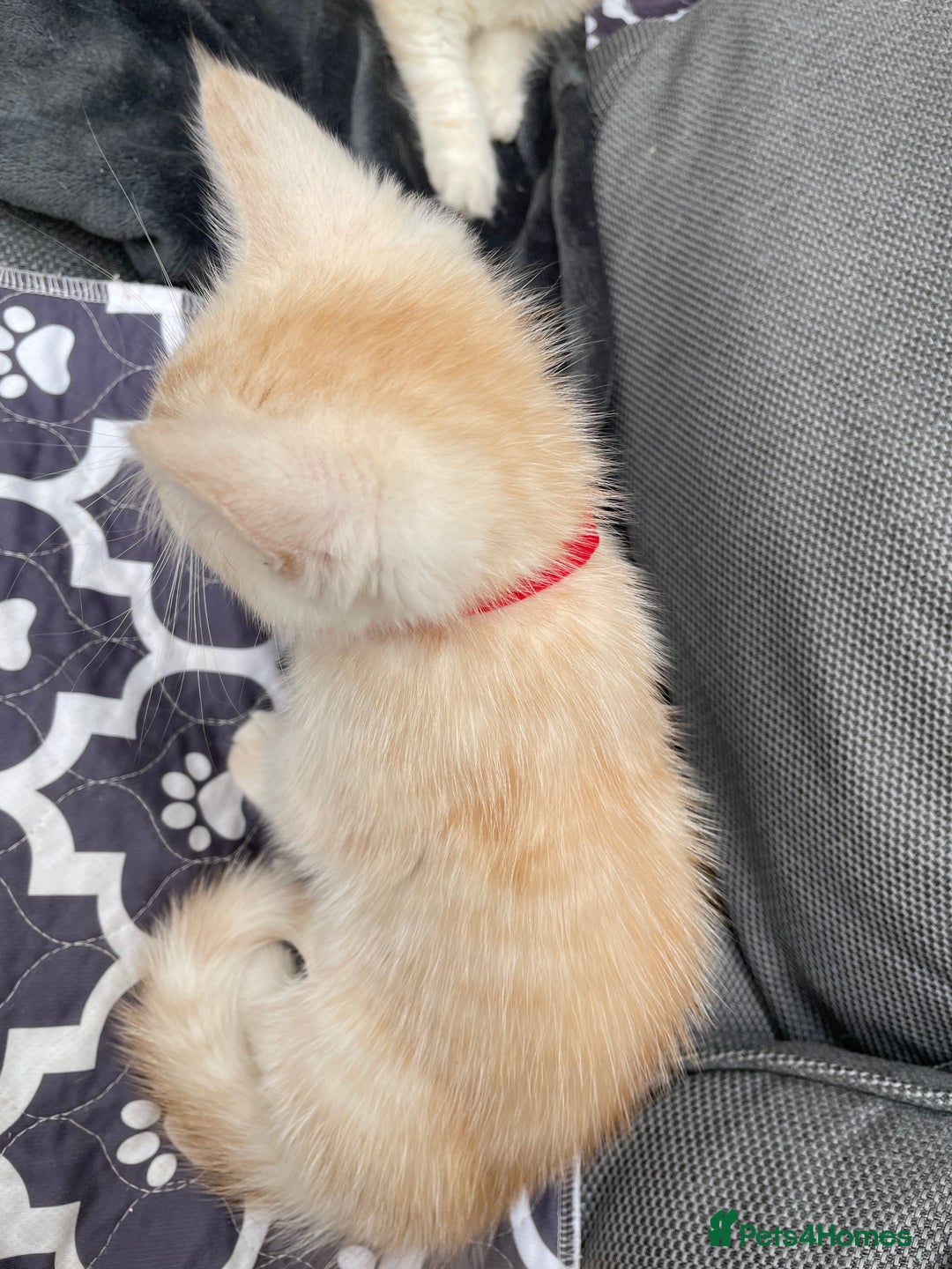 Maine Coon cats for sale: Maine Coon Cross Kittens 3 Girls , 2 Boys - Image 14