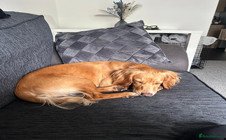Cocker Spaniel dogs - Advert 1