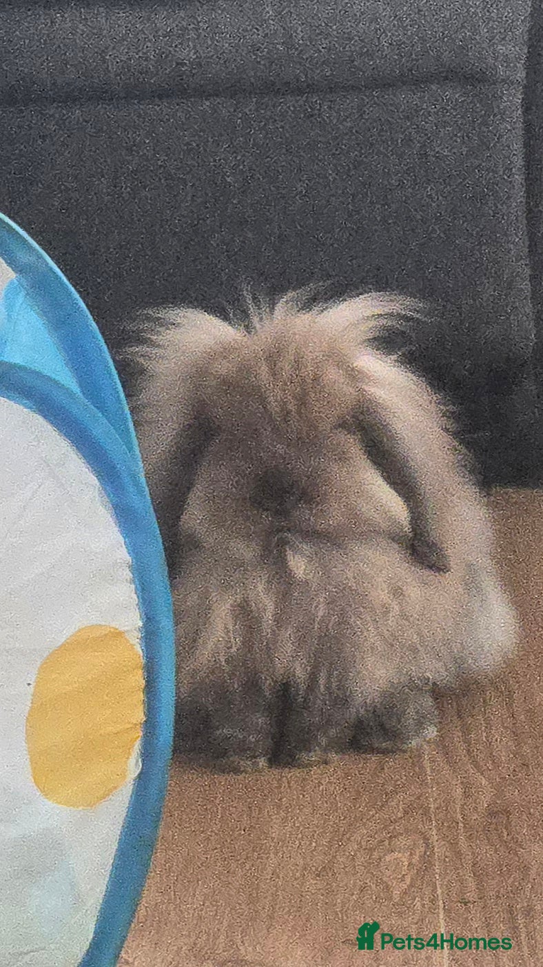 Mini Lion Lop rabbits Adorable small mini lion lop baby  - Advert 12