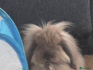 Mini Lion Lop rabbits Adorable small mini lion lop baby - Advert 12