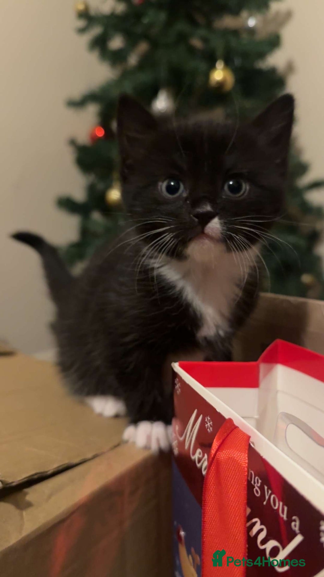 Mixed Breed cats for sale: 3 kittens for sale(1male/2female) - Advert 6