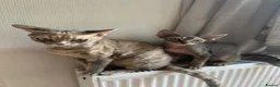 Devon Rex cats for sale: Devon Rex TICA registered kitten boy - Advert 5