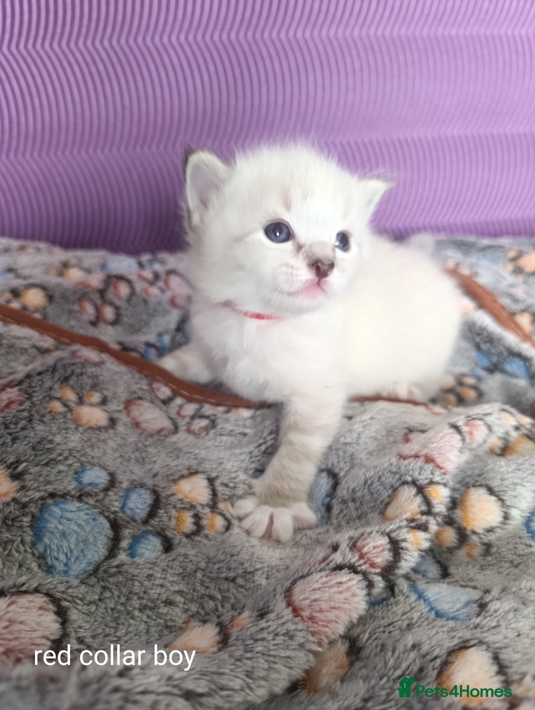 Ragdoll cats for sale: Adorable Ragdoll kittens - Image 5
