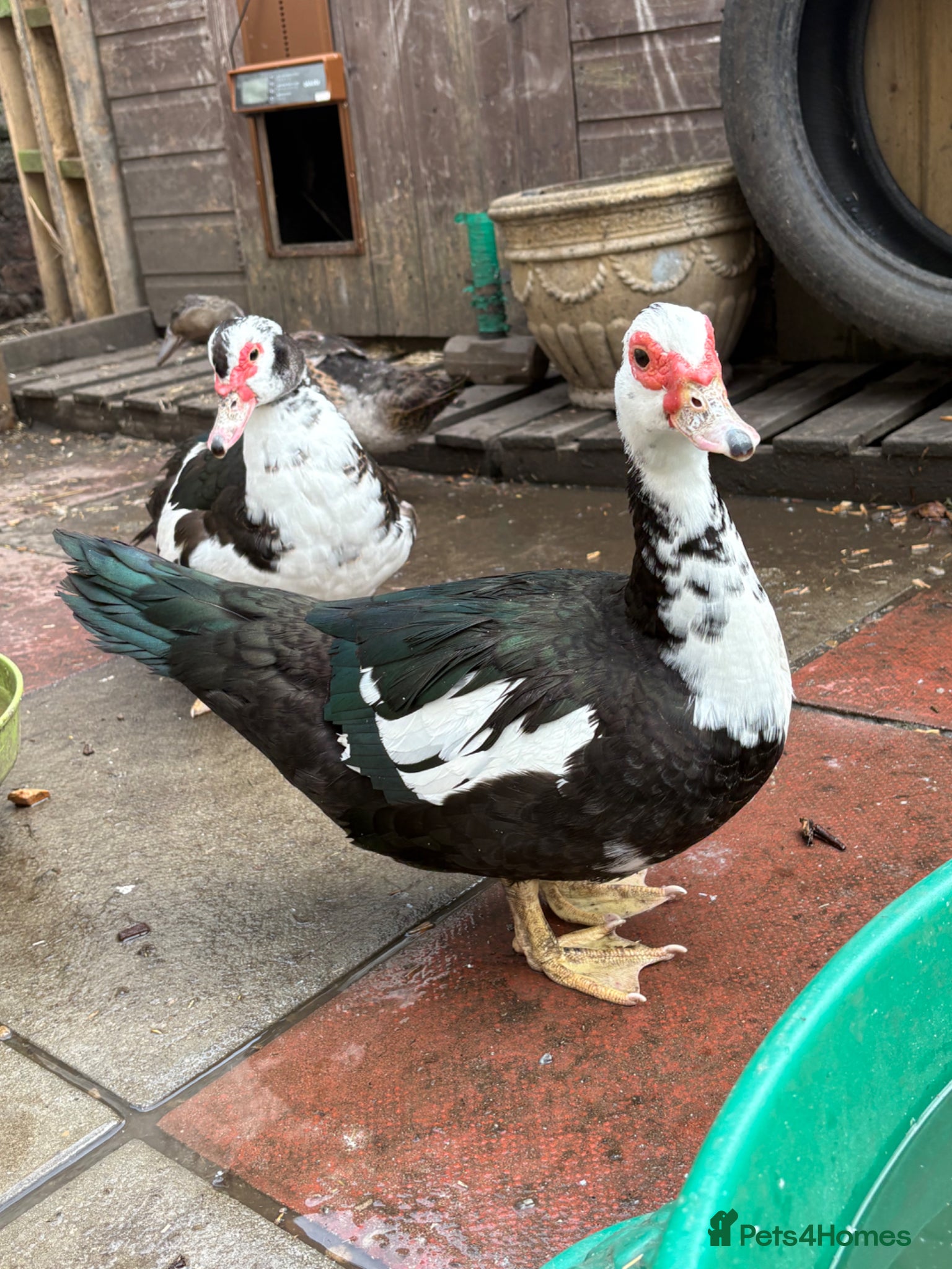 Ducks poultry Muscovy flock - Advert 18