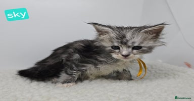 Maine Coon cats Maine Coon Kittens Silver Imported Shaded Lines - Advert 10