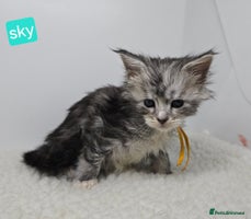 Maine Coon cats Maine Coon Kittens Silver Imported Shaded Lines - Advert 3