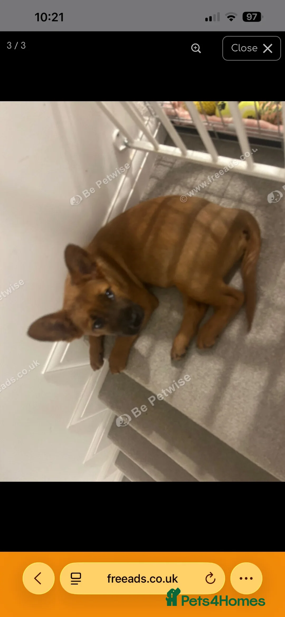 Mixed Breed dogs for sale: Co co  - Advert 1