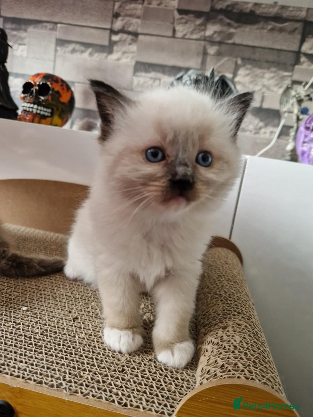 Ragdoll cats for stud: Proven chunky Ragdoll available for Stud  in Hull - Image 23