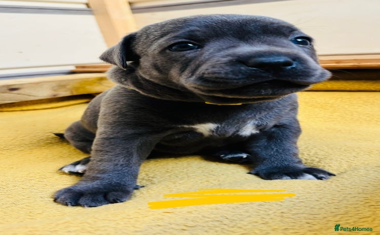 Staffordshire Bull Terrier dogs - Advert 1